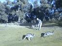 Chipping amidst the roos