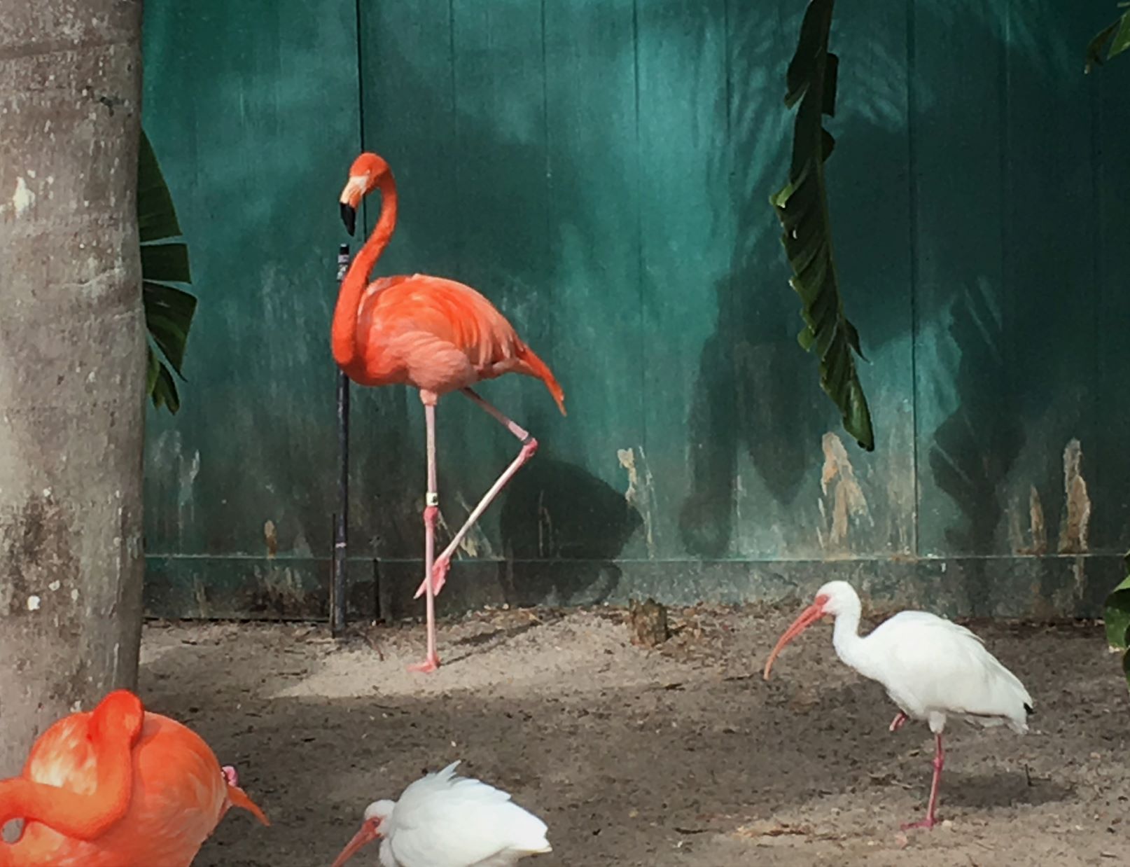 Flamingo at SeaWorld